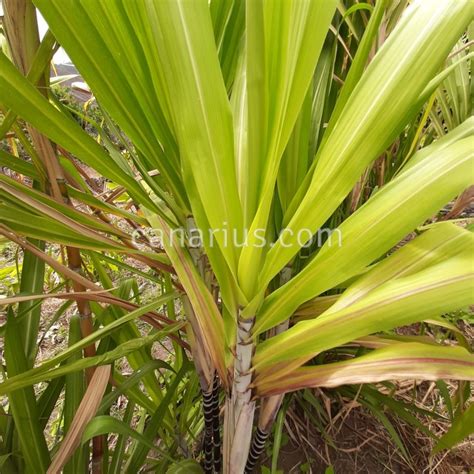 SACCHARUM .